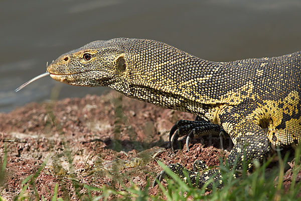 Nilwaran (Varanus niloticus)