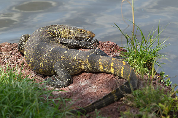 Nilwaran (Varanus niloticus)