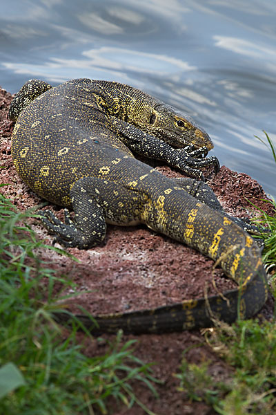 Nilwaran (Varanus niloticus)