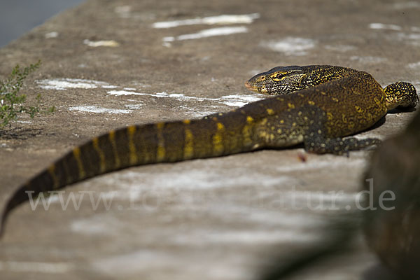 Nilwaran (Varanus niloticus)