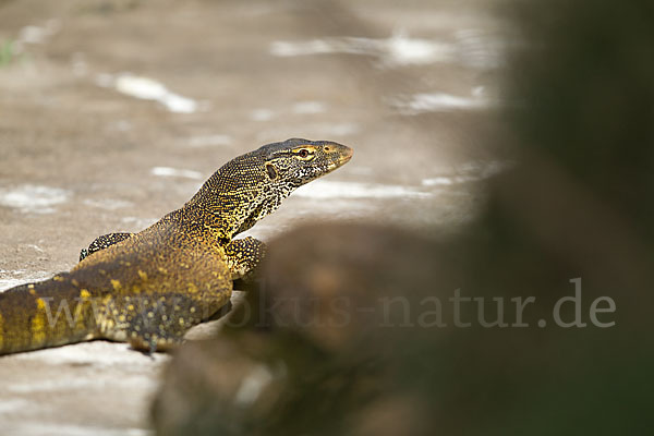 Nilwaran (Varanus niloticus)