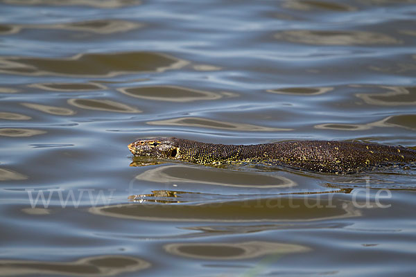 Nilwaran (Varanus niloticus)