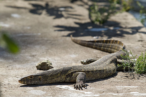 Nilwaran (Varanus niloticus)