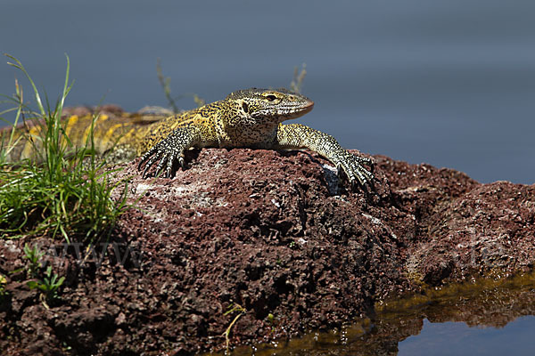 Nilwaran (Varanus niloticus)