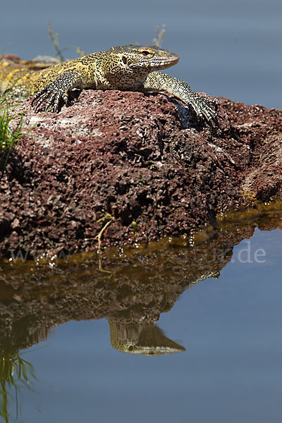 Nilwaran (Varanus niloticus)