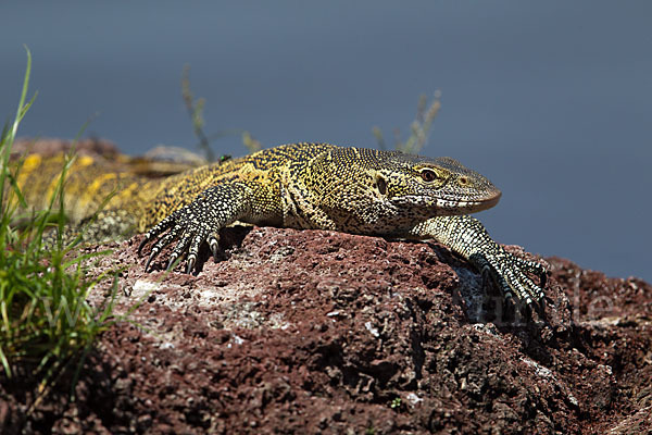 Nilwaran (Varanus niloticus)