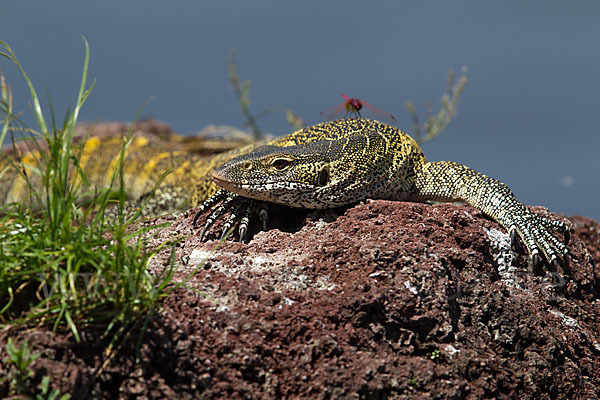 Nilwaran (Varanus niloticus)