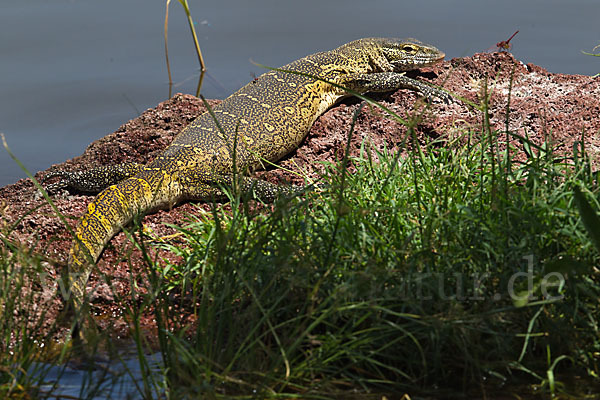 Nilwaran (Varanus niloticus)