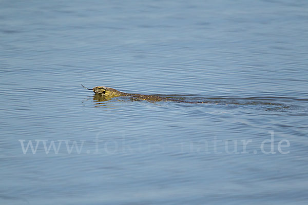 Nilwaran (Varanus niloticus)