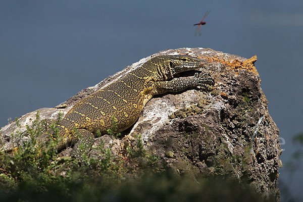 Nilwaran (Varanus niloticus)