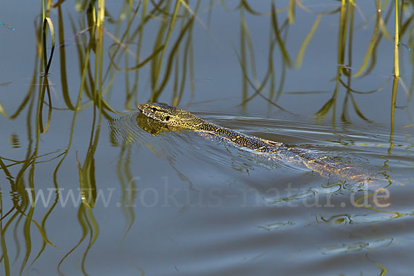 Nilwaran (Varanus niloticus)