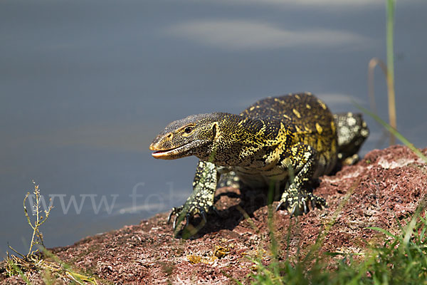 Nilwaran (Varanus niloticus)