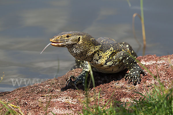 Nilwaran (Varanus niloticus)