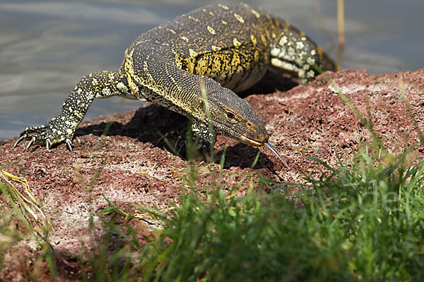 Nilwaran (Varanus niloticus)