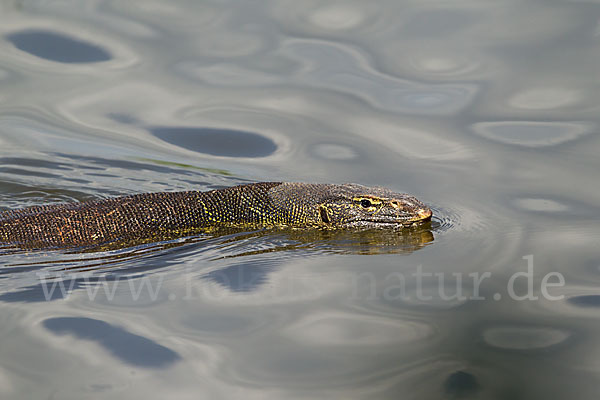 Nilwaran (Varanus niloticus)