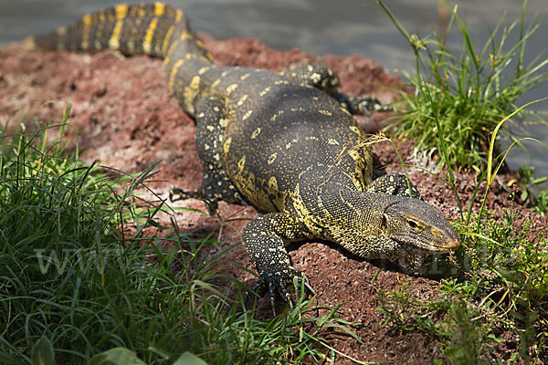 Nilwaran (Varanus niloticus)