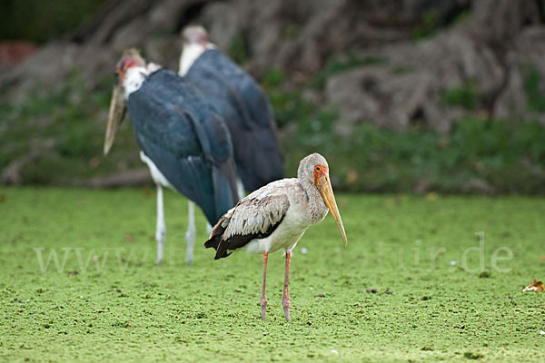 Nimmersatt (Mycteria ibis)