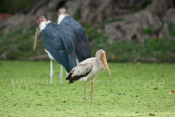 Nimmersatt (Mycteria ibis)