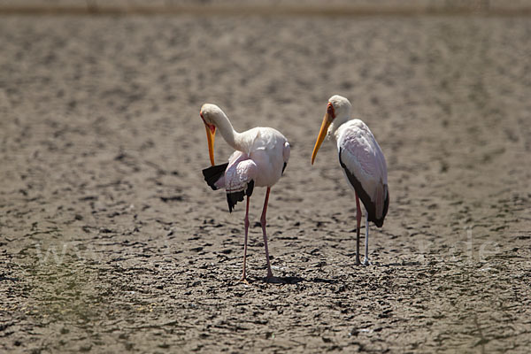 Nimmersatt (Mycteria ibis)