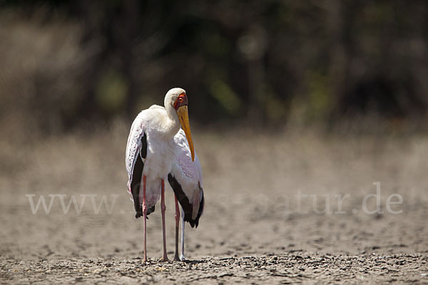 Nimmersatt (Mycteria ibis)