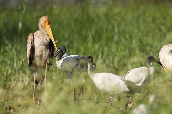 Nimmersatt (Mycteria ibis)