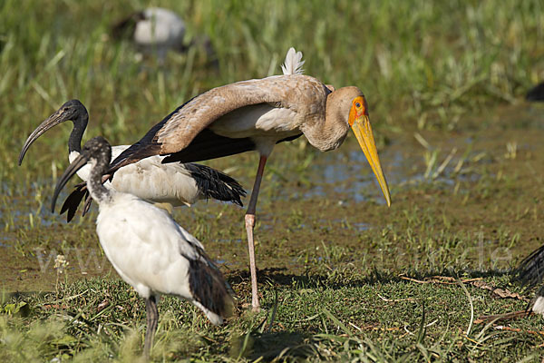 Nimmersatt (Mycteria ibis)