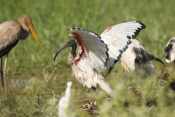 Nimmersatt (Mycteria ibis)