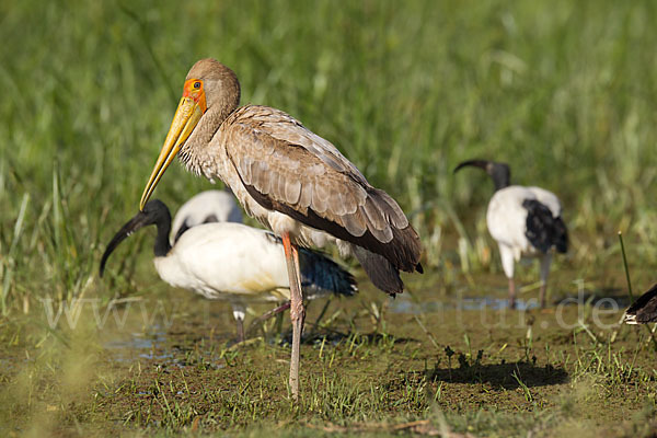 Nimmersatt (Mycteria ibis)