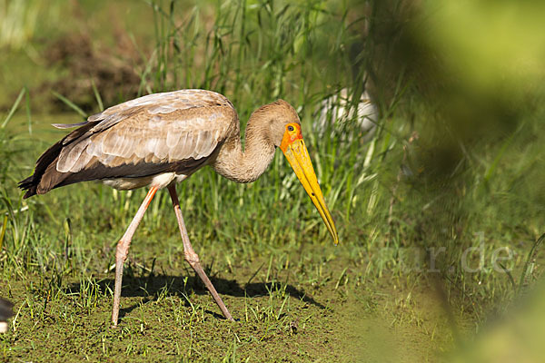 Nimmersatt (Mycteria ibis)