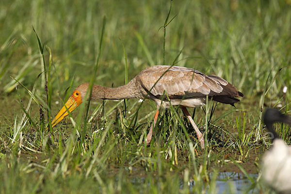 Nimmersatt (Mycteria ibis)