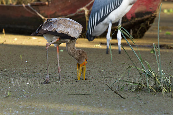 Nimmersatt (Mycteria ibis)