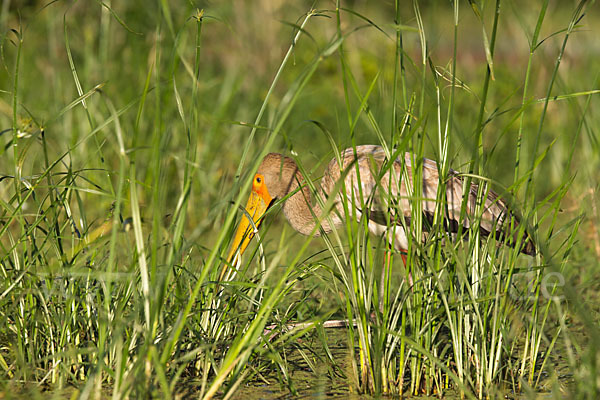 Nimmersatt (Mycteria ibis)