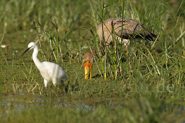 Nimmersatt (Mycteria ibis)