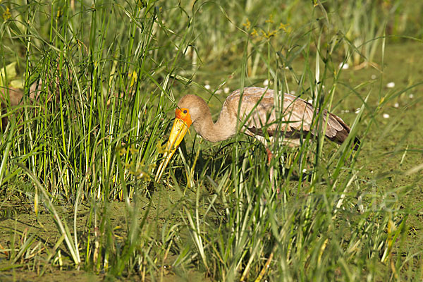 Nimmersatt (Mycteria ibis)