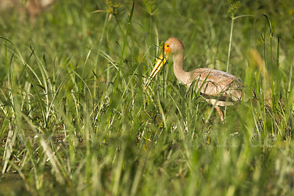 Nimmersatt (Mycteria ibis)