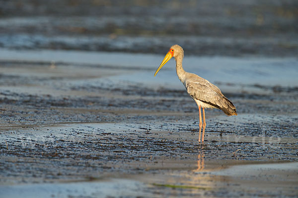 Nimmersatt (Mycteria ibis)