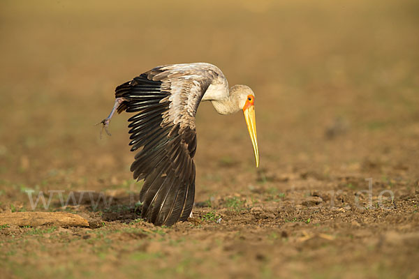 Nimmersatt (Mycteria ibis)