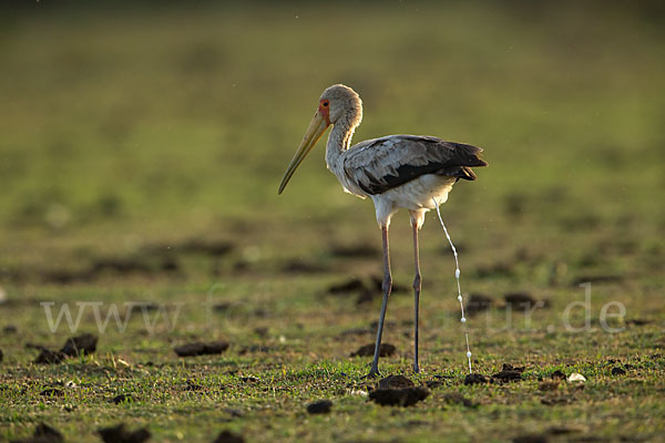 Nimmersatt (Mycteria ibis)