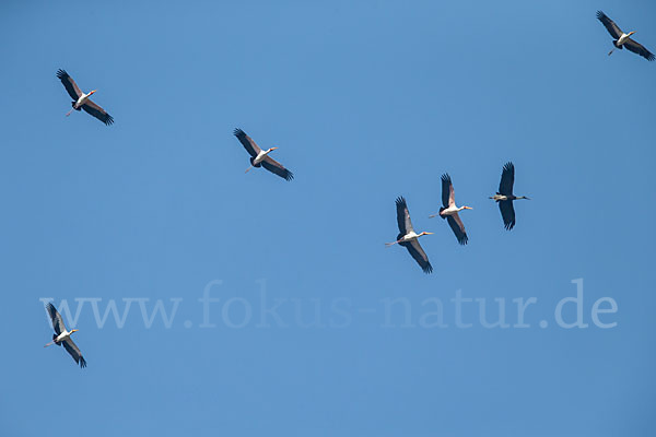 Nimmersatt (Mycteria ibis)