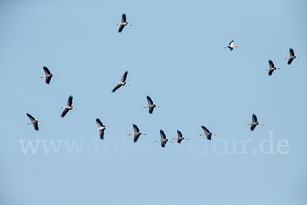 Nimmersatt (Mycteria ibis)