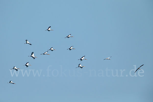 Nimmersatt (Mycteria ibis)