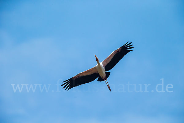 Nimmersatt (Mycteria ibis)