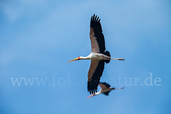 Nimmersatt (Mycteria ibis)