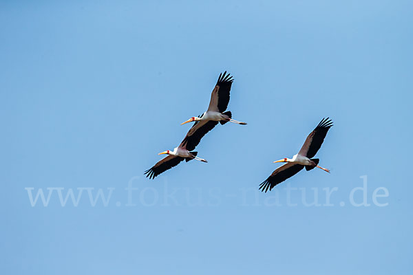 Nimmersatt (Mycteria ibis)