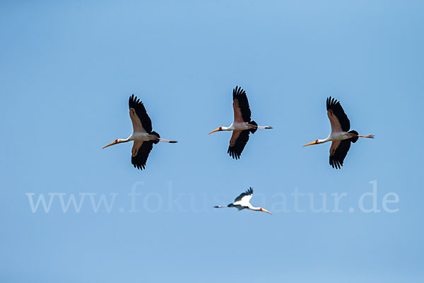 Nimmersatt (Mycteria ibis)