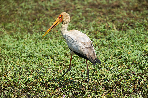 Nimmersatt (Mycteria ibis)