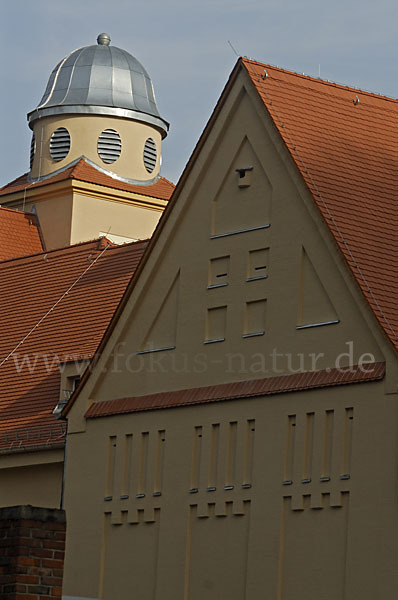 Nistkasten (nest box)