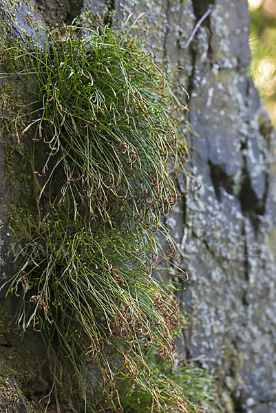 Nördlicher Streifenfarn (Asplenium septentrionale)