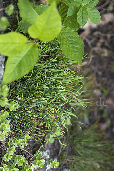 Nördlicher Streifenfarn (Asplenium septentrionale)