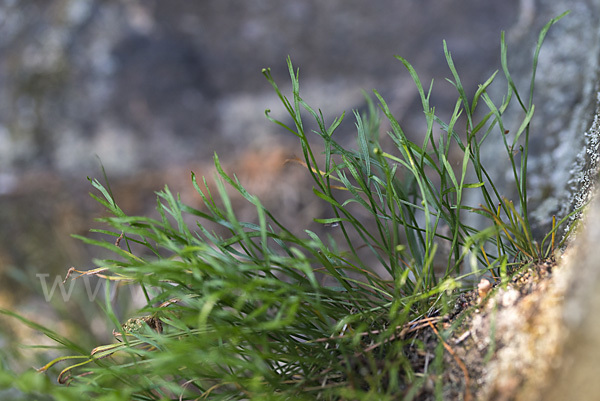 Nördlicher Streifenfarn (Asplenium septentrionale)